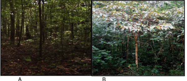 Figura 3. Ambientes  representativas no Parque Ecológico de Gunma    A) – Floresta primária; B) - Floresta secundária
