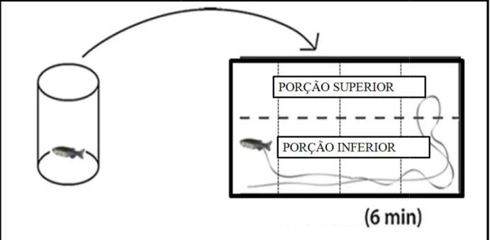 Figura 5:  Representação do aquário utiliza et al (2009). 