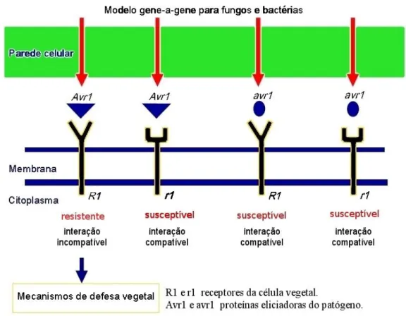 Figura  3:  Modelo  gene-a-gene  da  interação  planta-patógeno,  segundo  a  teoria  proposta por Flor (1955)