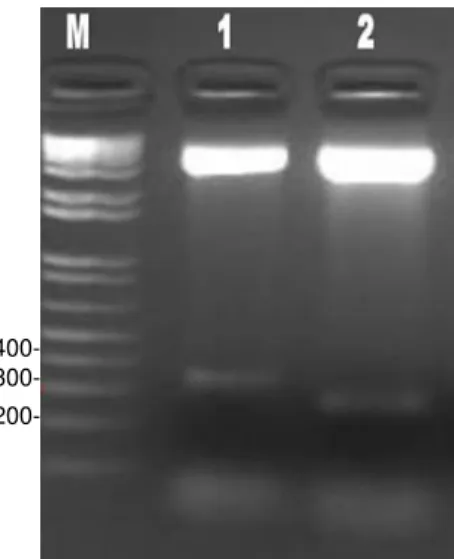 Figura  11:  Amostras  de  DNA  das  construções  pET29a-PnLTP1  (1)  e  pET29a- pET29a-PnLTP2 (2) digeridas com as enzimas NdeI e XhoI analisadas em gel de agarose  corado com brometo de etídeo