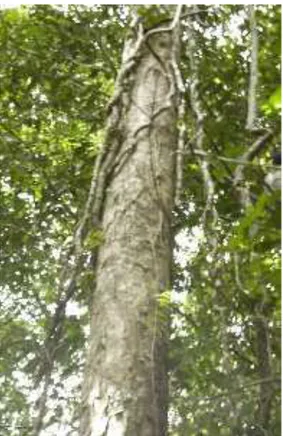 Figura 3 - Árvore do cumaru (Fonte  SAPECA-DENDROGENE)   