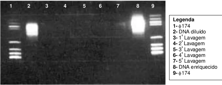 Figura 8 - Análise eletroforética em gel de agarose 2 % de produtos da PCR da s lavagens,  do DNA diluído e do DNA enriquecido