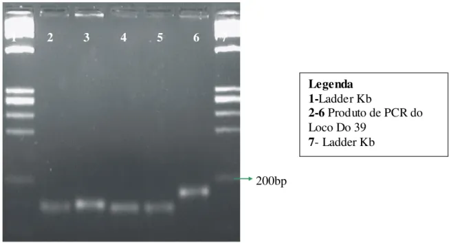 Figura 13 - Análise eletroforética em gel de agarose de produtos da PCR do loco Do39  mostrando a diferença na disposição das banda s em relação ao Ladder Kb