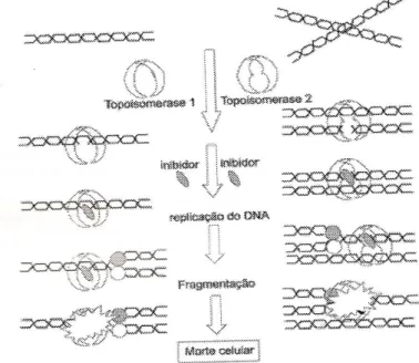 Figura 03: Inibição das enzimas toposiomerases I e II pelas naftoquinonas. 