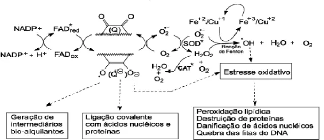 Figura 06 – Ciclo redox induzido por quinonas. 