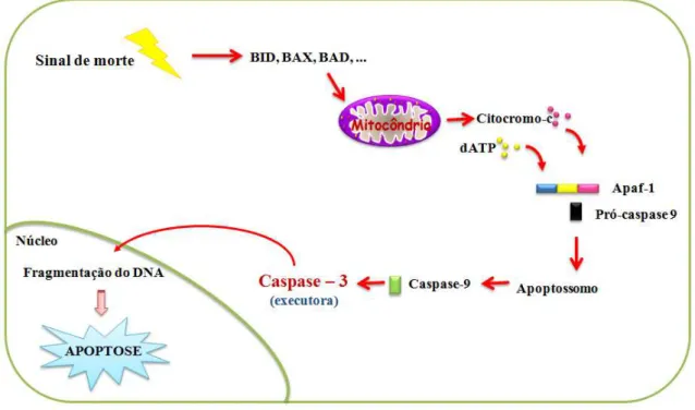 Figura 7 Indução da apoptose por estímulos internos via mitocondrial ou intrínseca (Adaptado de BioAgency Biotecnologia Ltda