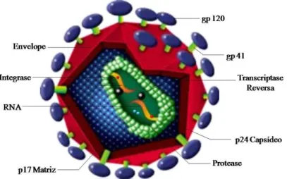 Figura  1-  Estrutura  Morfológica  do  HIV-1  (Adaptado  de  Chemistry  at  Wellesley  College &lt;http://www.wellesley.edu /Chemistry/Chem101/hiv/t-hiv.GIF&gt;)