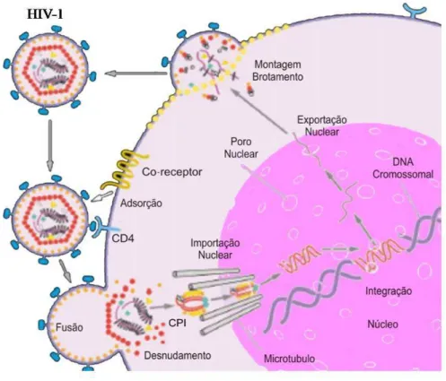 Figura  2  –  Esquema  representativo  do  ciclo  de  replicação  do  HIV-1  (Adaptado  de  Sherman &amp; Greene, 2002)