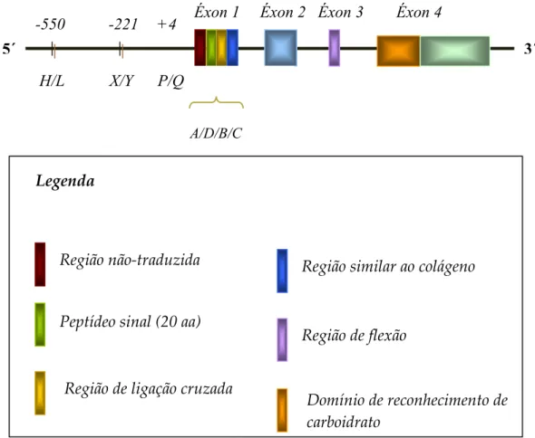 Figura  5  –  Representação  esquemática  do  gene    demonstrando  a  ocorrência  das  mutações estruturais no éxon 1 e funcionais na região promotora do gene (Adaptado de  Kilpatrick  # $., 2002)