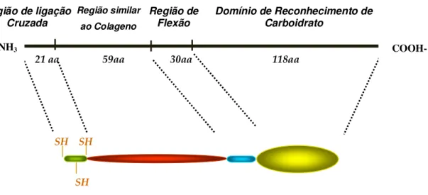 Figura 1 - Estrutura da cadeia polipeptídica da MBL madura (adaptado de Petersen et al.,  2001)