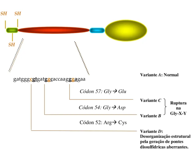 Figura 4 -  Esquema demonstrando três  mutações no exon 1 do gene da  MBL que geram  três substituições de aminoácidos na região colagenosa (Adaptado de Petersen et al., 2001)