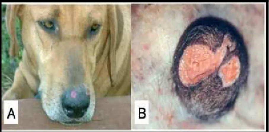 FIGURA 6 - Leishmaniose Tegumentar Americana em cão: A) Lesões no focinho; B)  Lesões na bolsa escrotal
