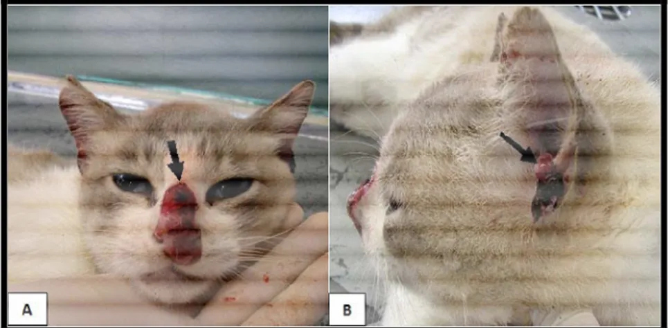 FIGURA 7 - Lesões tegumentares em felino infectado por  Leishmania (Leishmania)  amazonensis: (A) Lesão ulcerada no nariz e (B) Nódulos na orelha