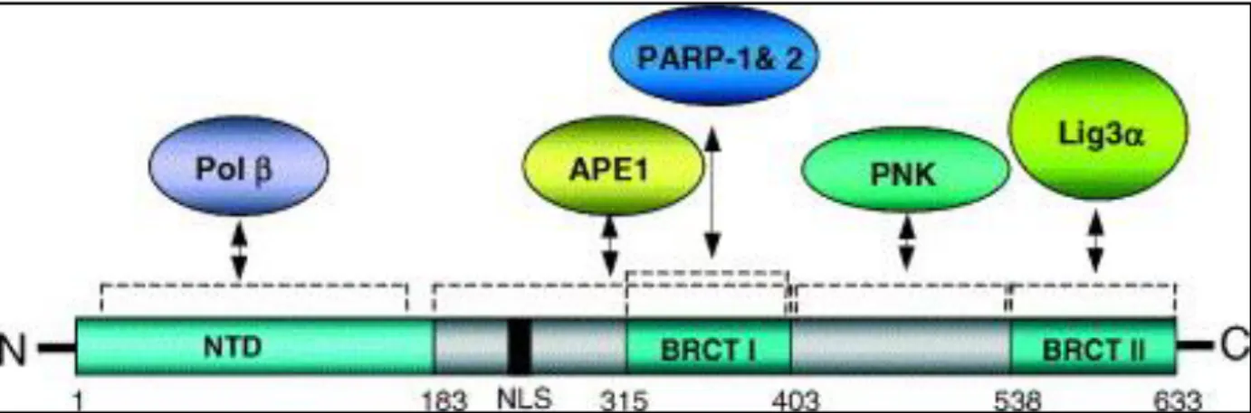 Figura 9: Domínios da proteína XRCC1 e suas interações com outras proteínas. NTD: domínio N- N-terminal; NLS: sinal de localização nuclear; Pol β: DNA polimerase β; PNK: polinucleotídeo quinas e; 