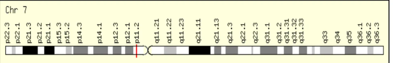 Figura 12: Localização cromossômica do gene EGFR. (GeneCards, 2012)