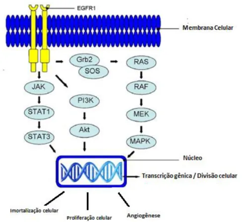 Figura 15: Transdução do sinal via EGFR, decorrente da fosforilação dos resíduos de tirosina  quinase,  induzida  pela  ligação  do  ligante  (EGF),  que  leva  ao  desencadeamento  das  vias  de  transdução  de  sinal  downstream  jak/  STAT,  PI3K  e  ra
