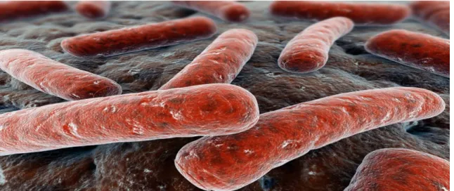 FIGURA 2. Ilustração do baciloMycobacterium tuberculosis.  