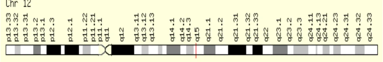 Figura  3  -  Localização  do  gene  IFN ɣ no  Cromossomo  12  na  posição  q15.  Fonte: 