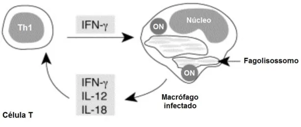Figura 4  –  Ilustração esquemática de ativação de  IFN ɣ a partir do macrófago infectado Fonte: 
