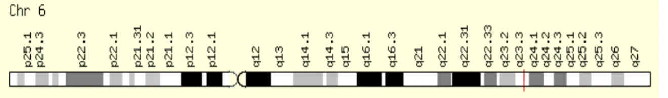 Figura  5  -  Localização  do  gene  IFNGR1  no  Cromossomo  6  na  posição  q23.3.  Fonte: 