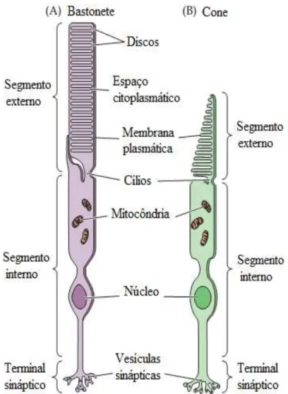 Figura 2.  Diferenças estruturais entre cones  e  bastonetes. Embora, similares em  estrutura,  bastonetes  (A)  e  cones  (B)  diferem  em  tamanho  e  forma,  bem  como  na  organização  dos  discos  membranosos  em  seus  segmentos  externos