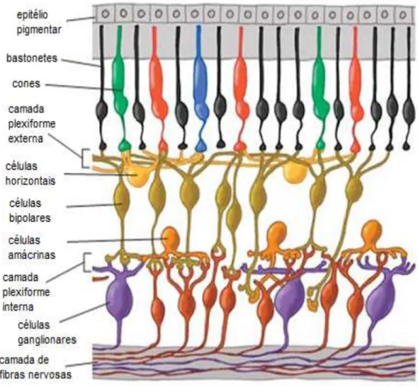 Figura 3. Organização das células da retina em camadas. Adaptado de Kolb, 2004.