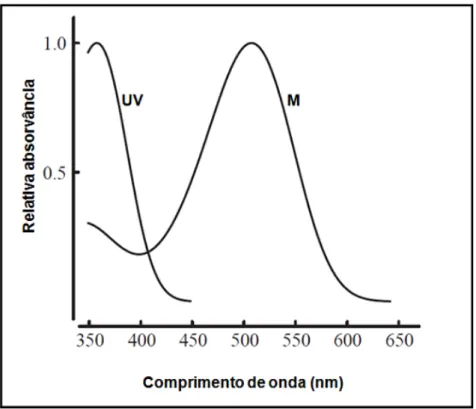Figura 4. Curva de sensibilidade espectral dos cones UV e M. Fonte: Jacobs et al, 2003