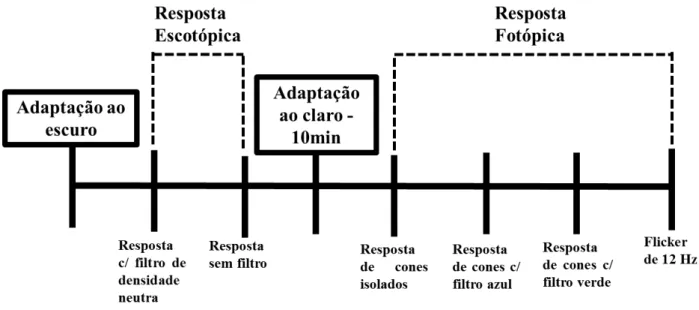 Tabela 2. Padrões de respostas obtidos no ERG.