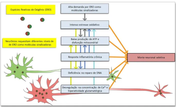 Figura 1: Fatores moleculares e celulares que contribuem para a vulnerabilidade seletiva de neurônios ao estresse  oxidativo.