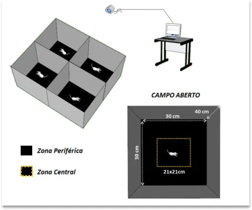 Figura 8: Ilustração do teste de atividade em campo aberto.