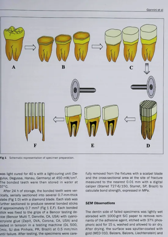 Fig 1 Schematic representation of specimen preparation.