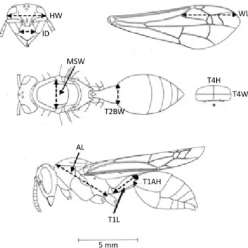 Fig 1 Morphological variables used for morphometric analysis. 