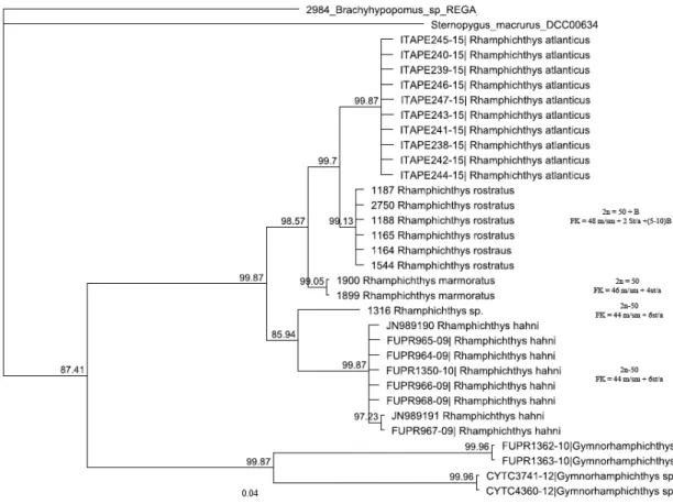 Figura 5: Árvore Bayesina para amostras de Rhamphichthys, com Brachyhypopomus  sp.  utilizado  como  grupo  externo,  com  suporte  em  1000  pseudoréplicas