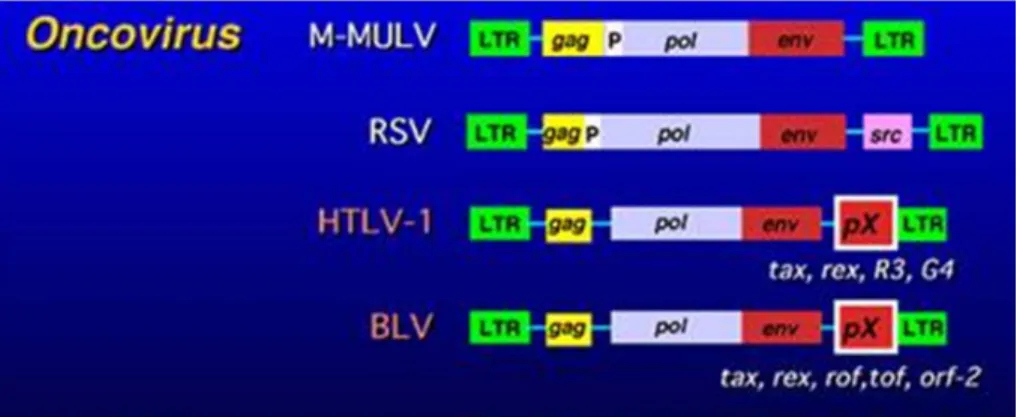 Figura 02: Organização genômica de Oncovirus com destaque ao HTLV. 