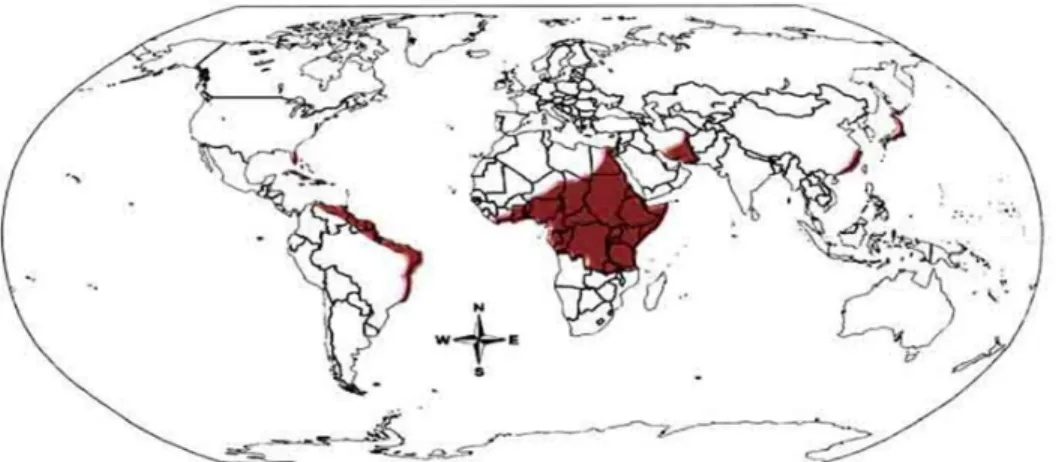 Figura  06: Mapa  mundi mostrando regiões endêmicas ao  HTLV-I (em  marron). O  vírus  é  particularmente prevalente no Japão, partes da América do Sul, partes da África e do Caribe