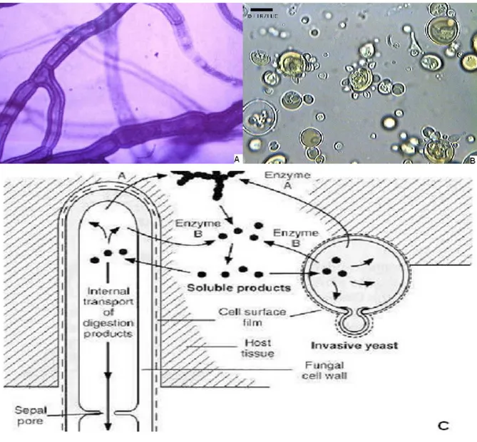 Figura  2  –   Esquema  da  estrutura  do  P.  brasiliensis.  A)  fase  Micelial;  B)  fase  Leveduriforme; C) Micélio septado e Levedura  adaptado de Rozental (1999)