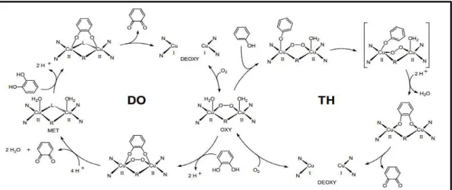 Figura 01: Ciclo catalítico da tirosinase, descrevendo os mecanismos monofenolase (TH) e difenolase  (DO) da tirosinase (Fonte: OLIVARES, 2003).