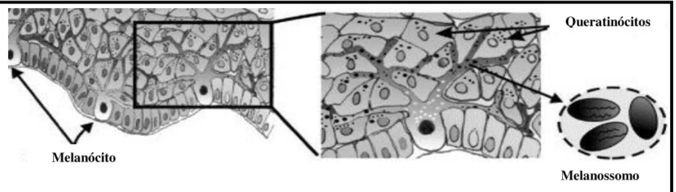 Figura 04: Estrutura da epiderme apresentando os melanócitos da camada basal em comunicação com  os queratinócitos formando as unidades epidérmicas