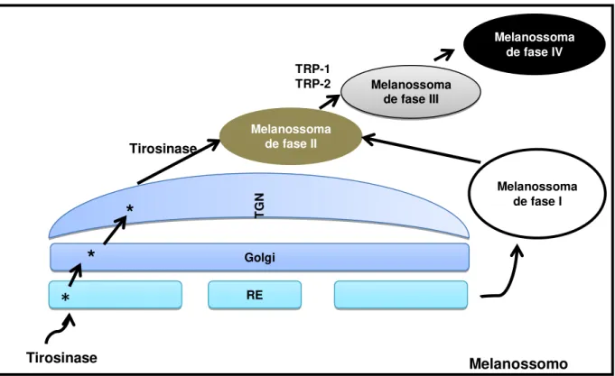 Figura 05: Formação do melanossoma com as enzimas melanogênicas envolvidas. (Fonte:  Adaptado  de SLOMINSKI et al, 2004)