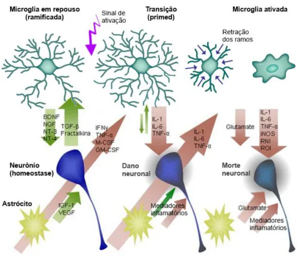 Figura 4. Perfis morfológicos da micróglia. Sob condições fisiológicas normais, a micróglia em repouso  apresenta um fenótipo caracterizado por sua morfologia ramificada (à esquerda) e expressão de fatores  pró-neurogênicos