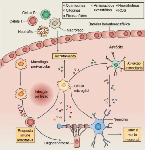 Figura 5. Respostas inflamatórias pela ativação da micróglia no encéfalo. A ativação imune inata no SNC  pode ser iniciada localmente e levar a alterações no microambiente do tecido