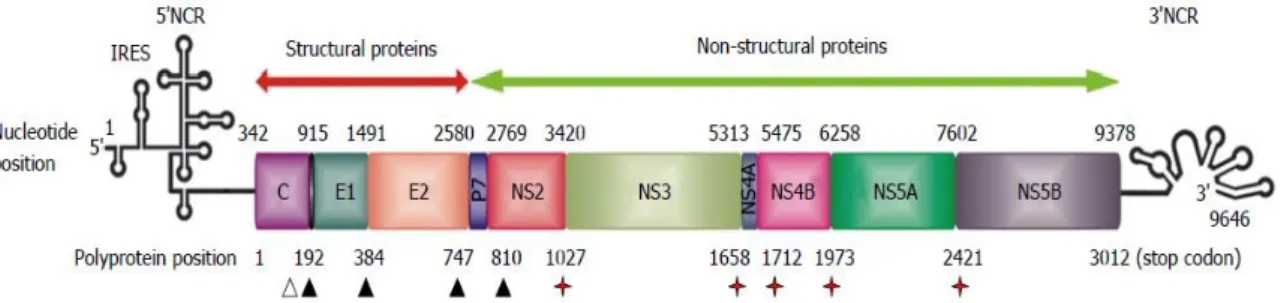 Figura 2 - Organização do genoma do vírus da hepatite C Fonte: Echeverría, 2015 