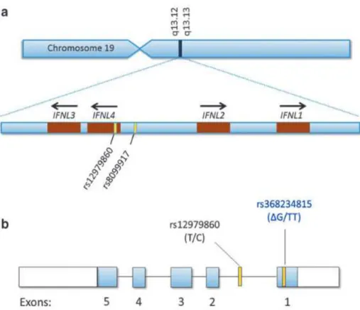 Figura 11-  Localização do gene que codifica a família do Interferon λ (IFNλ) e  estudo  de  associação  ampla  de  genoma  demonstrando  as  localizações  rs  12979860,  8099917  no  cromossoma  19  (a);  );  Estrurura  exonica  do  IFNλ4  com  a  localiz