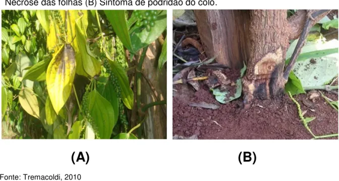 Figura 3  –  Pimenta do reino (P. nigrum) em estágio avançado da fusariose. (A)  Necrose das folhas (B) Sintoma de podridão do colo