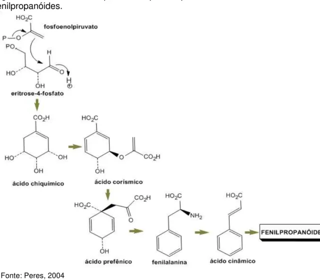 Figura 1  –  Via do ácido chiquímico em plantas para a biossíntese dos  fenilpropanóides