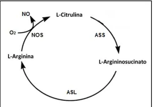 Figura  2:  Principais  enzimas  do  ciclo  Arginina/Citrulina,  ou  ciclo  Citrulina/NO-