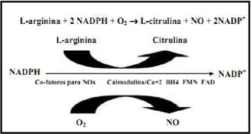 Figura 3: Reação de oxi-redução catalizada pelas Óxido Nítrico Sintase  para a conversão de Arginina em L-Citrulina e NO-