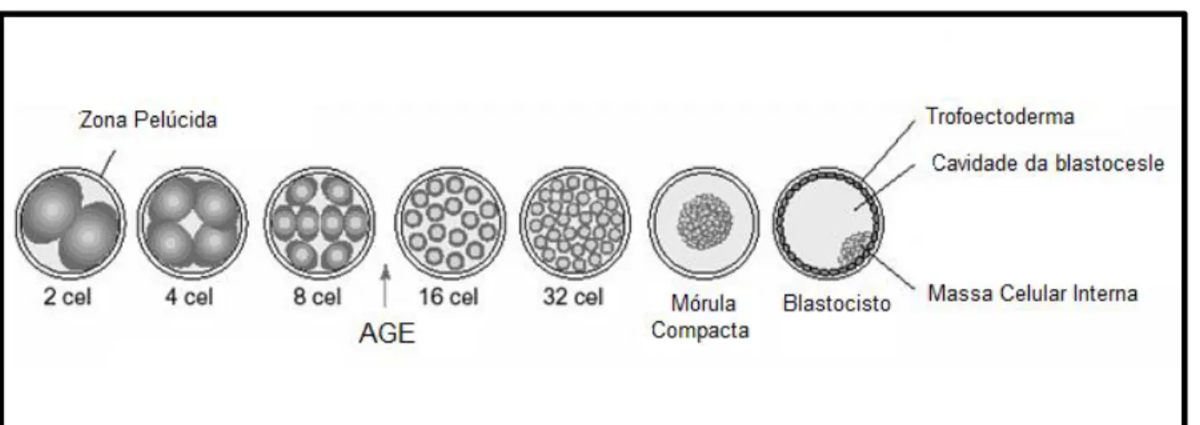 Figura 4: Esquema ilustrando as fases de desenvolvimento do embrião bovino. Após a fecundação  o  zigoto  formado  realiza  sucessivas  divisões  celulares,  e  no  estágio  entre  8  e  16  células,  aproximadamente no 4º dia de desenvolvimento, ocorre a 