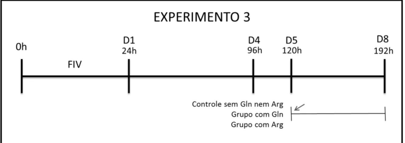 Figura 7: Esquema do experimento 3 mostrando o período de adição de arginina (Arg) no 5º dia de  cultivo  in vitro (D5, indicado pela seta) até o 8º dia