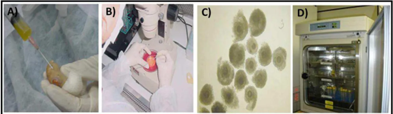 Figura 8: Fotografias mostrando as etapas de aspiração folicular (A), a seleção (B) do Complexo  Cumulus-Oócito  (C)  feita  sob  estereomicroscópio  e  a  maturação  in  vitro  em  estufa  úmida  com  38,5ºC e 5% de CO 2  (D)